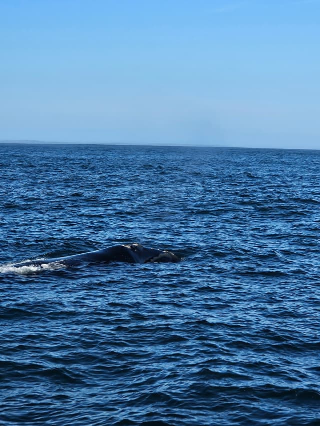 A humpback whale breaching the water in the ocean.