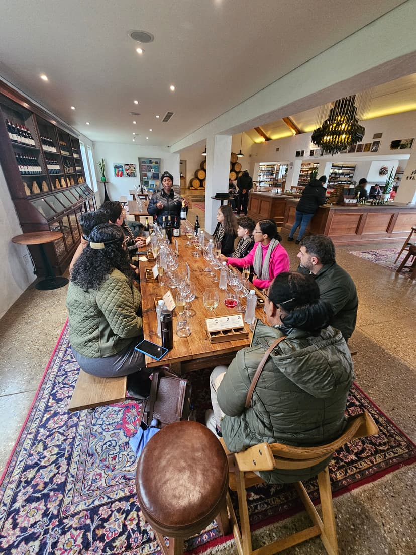 A lush green vineyard in the Constantia wine region.