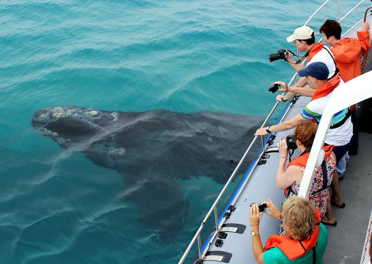 A preview image of the Whale Watching Tour in Hermanus tour.